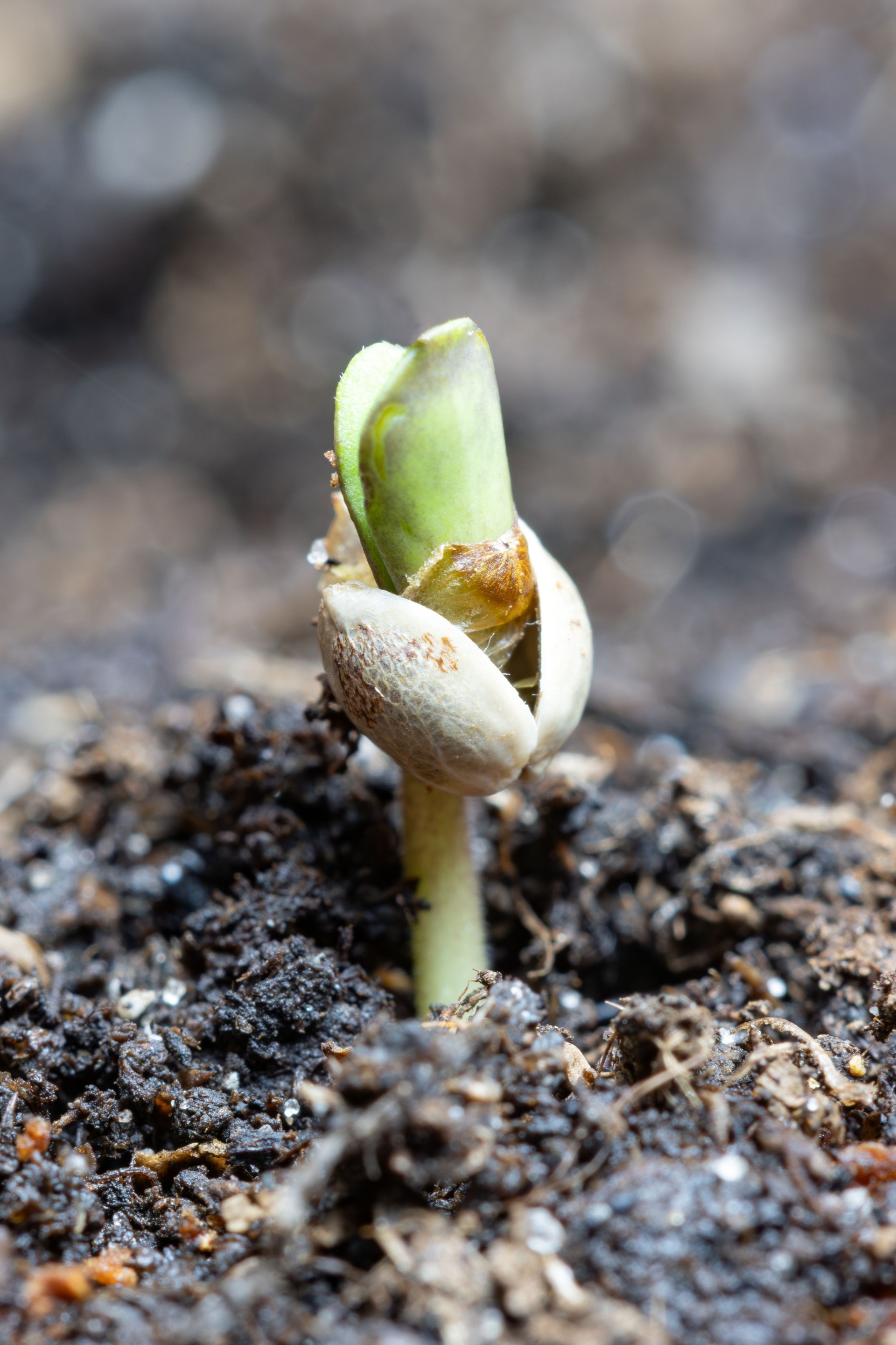 Small_Seedling